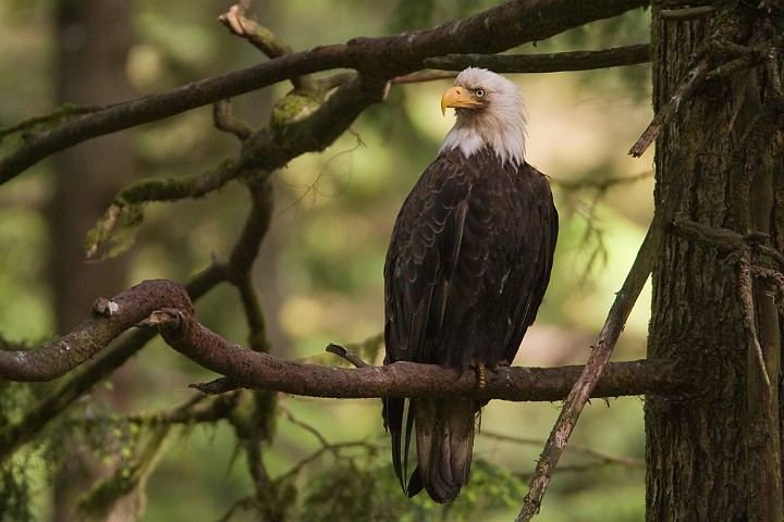 Weikopfseeadler Haliaeetus leucocephalus Bald Eagle